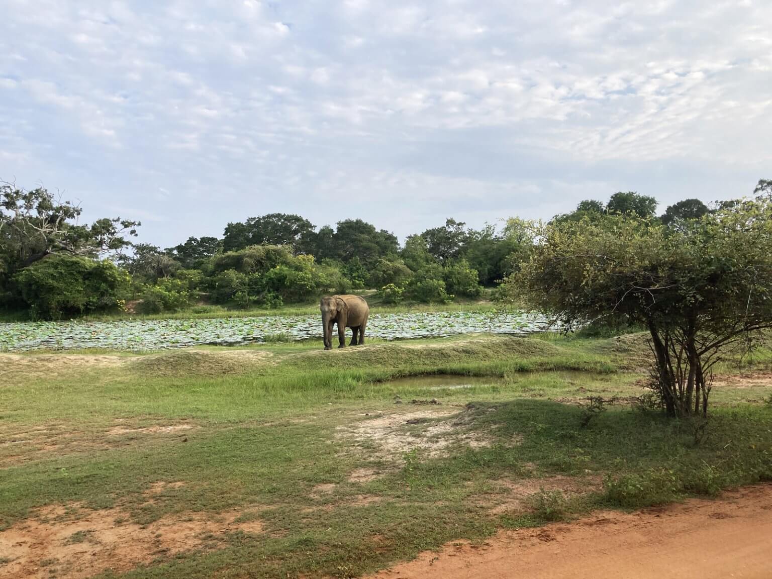 Yala National Park